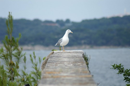 Snapshots from a Croatian vacation