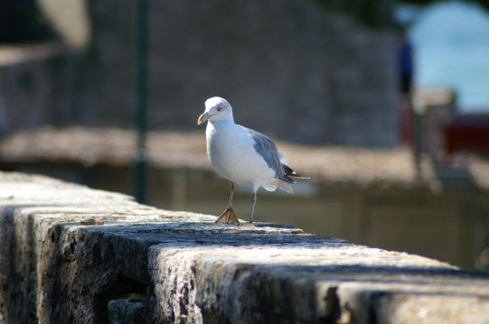 Snapshots from a Croatian vacation